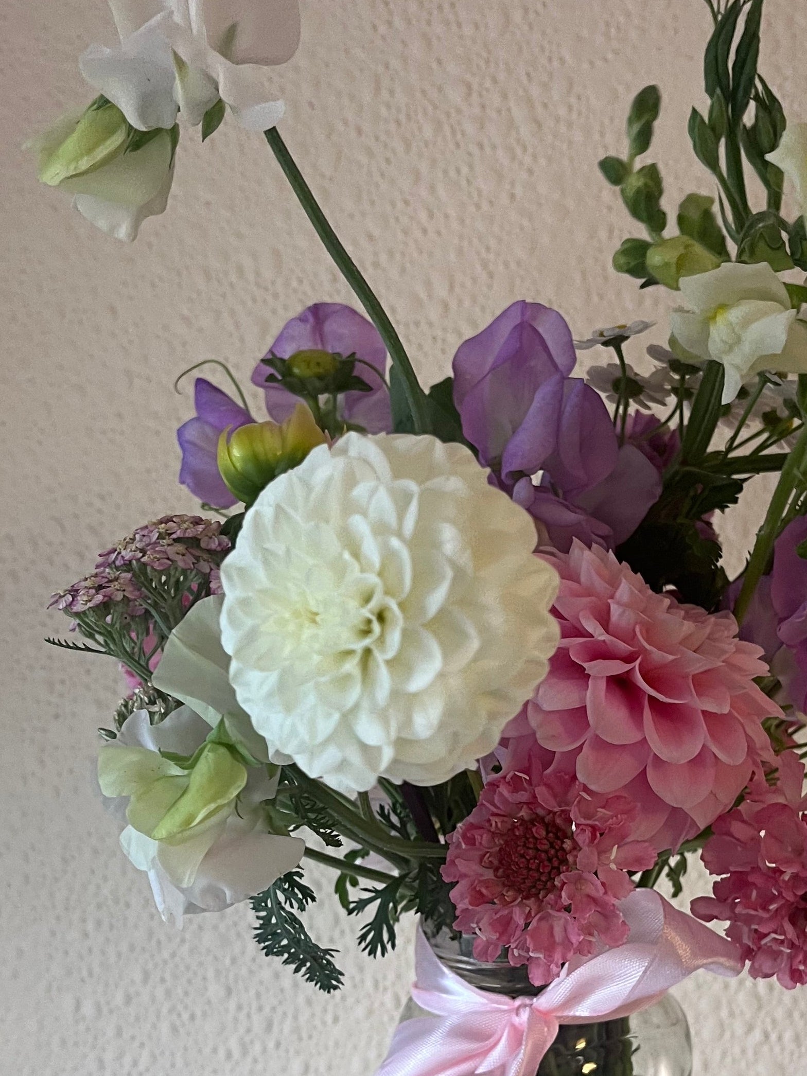 White Aster