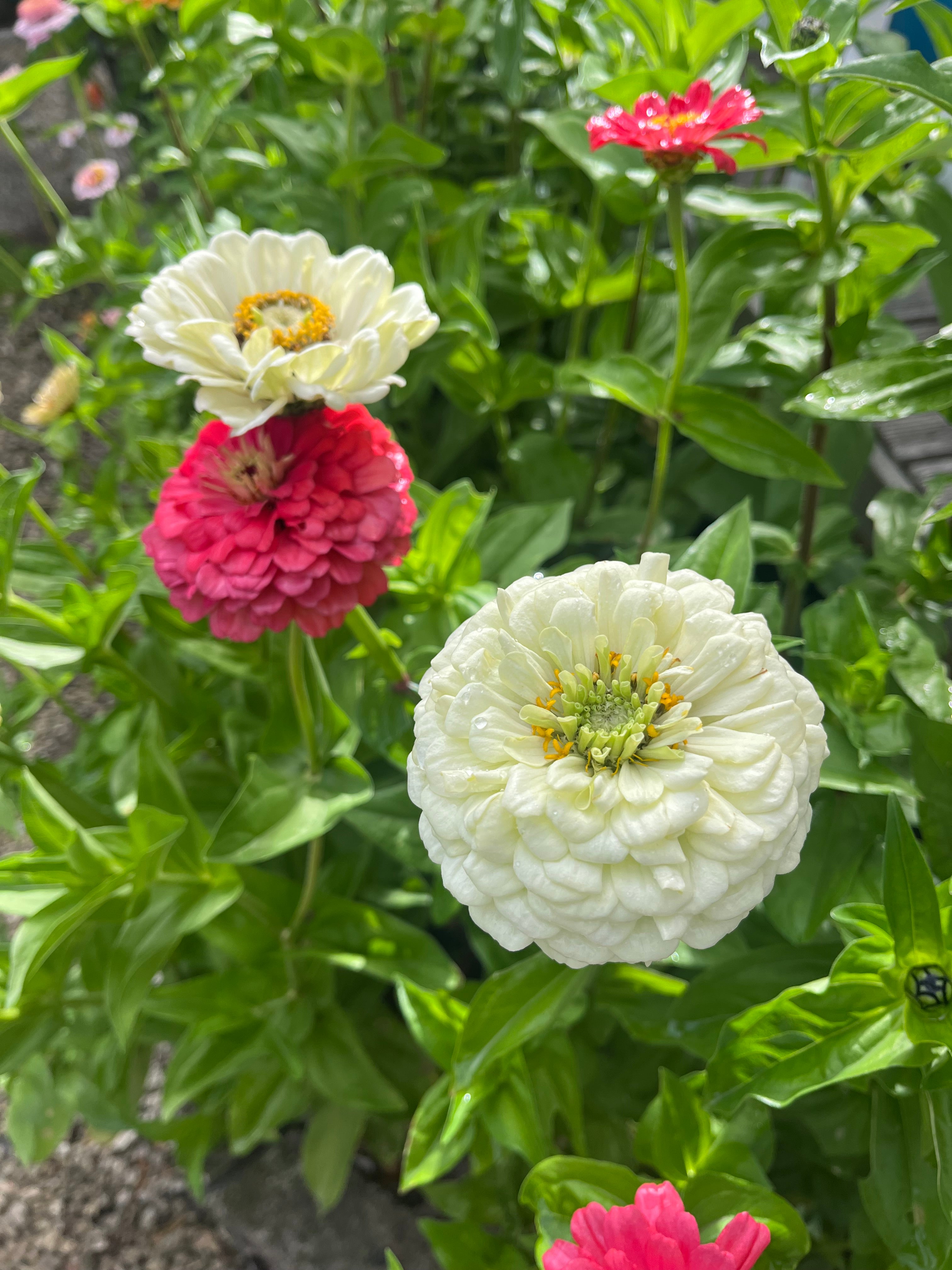 Ruby Wildflower Zinnia Mix