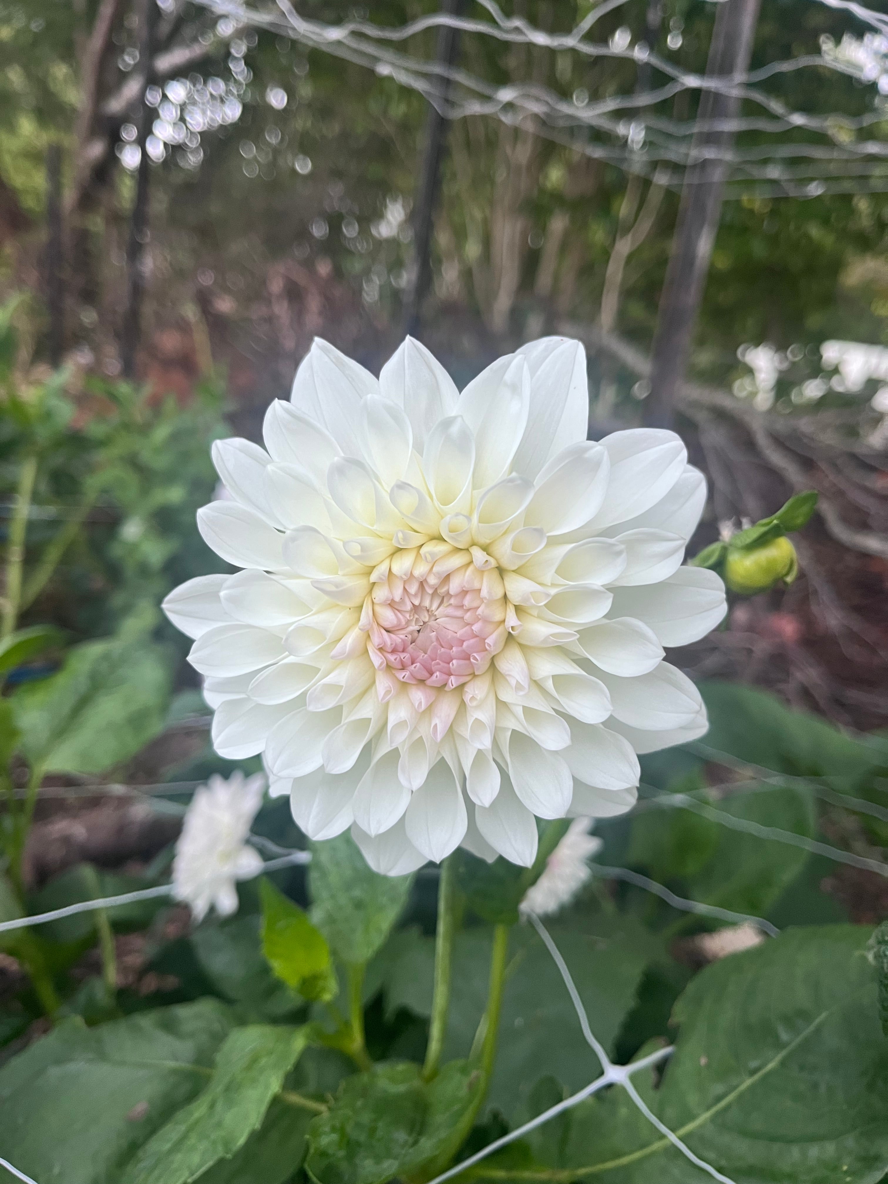 Boom Boom White