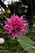 Cafe Au Lait Rose