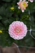 Dahlia Seeds - Wizard of Oz