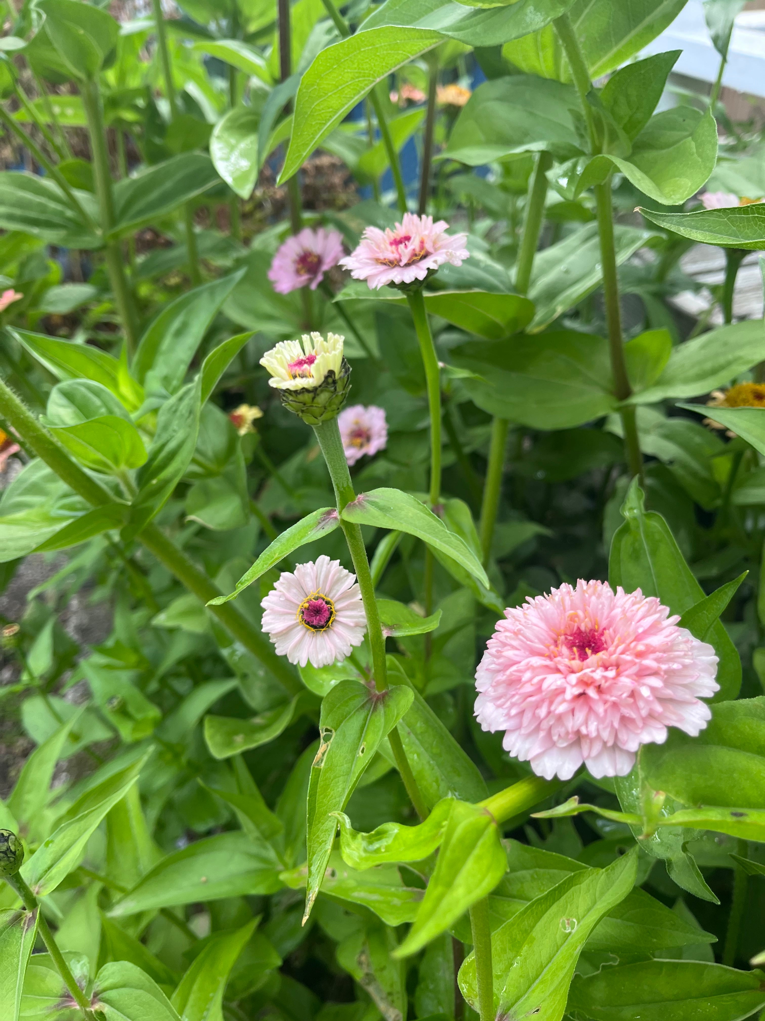 Ruby Wildflower Zinnia Mix