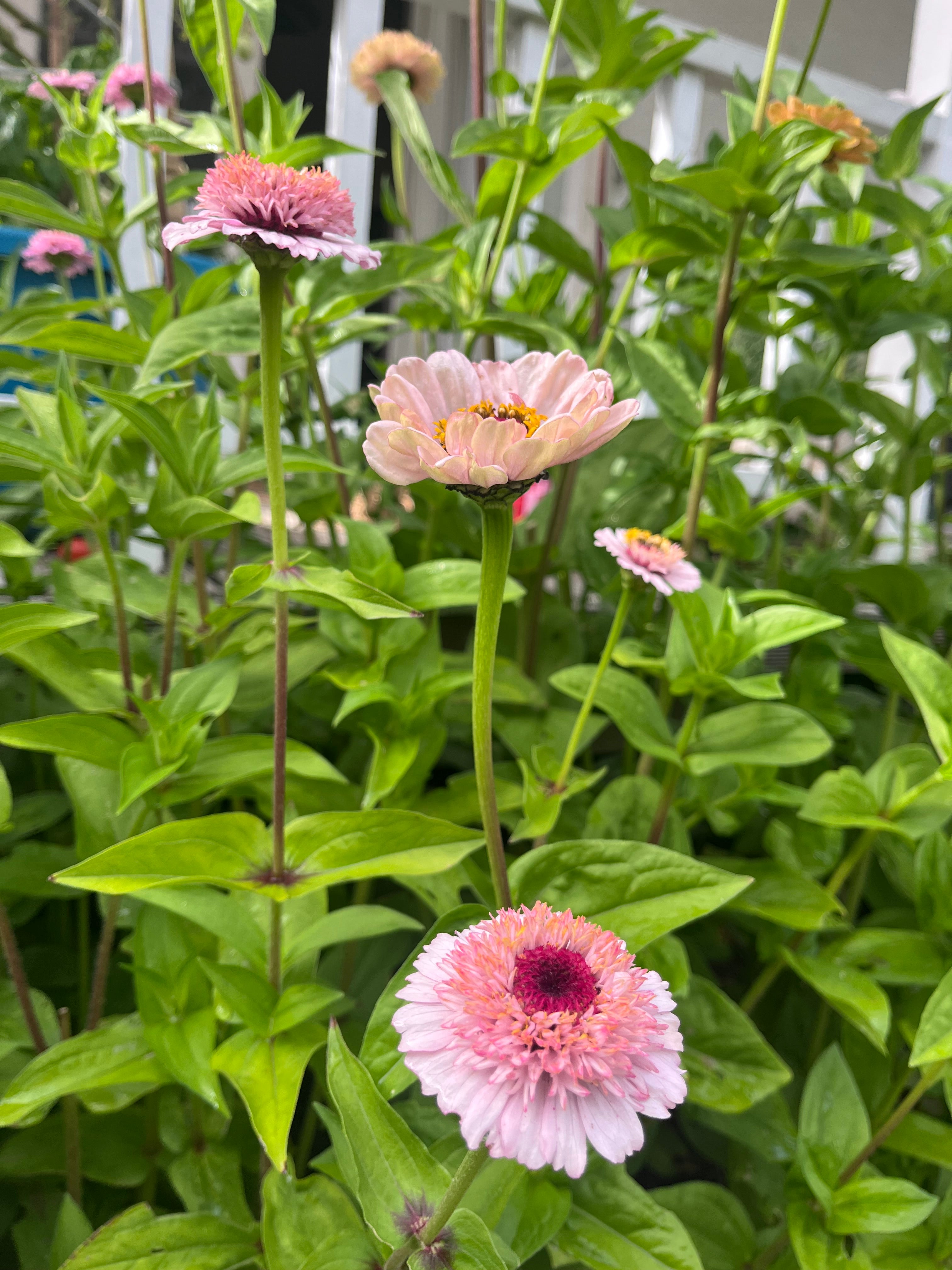 Ruby Wildflower Zinnia Mix