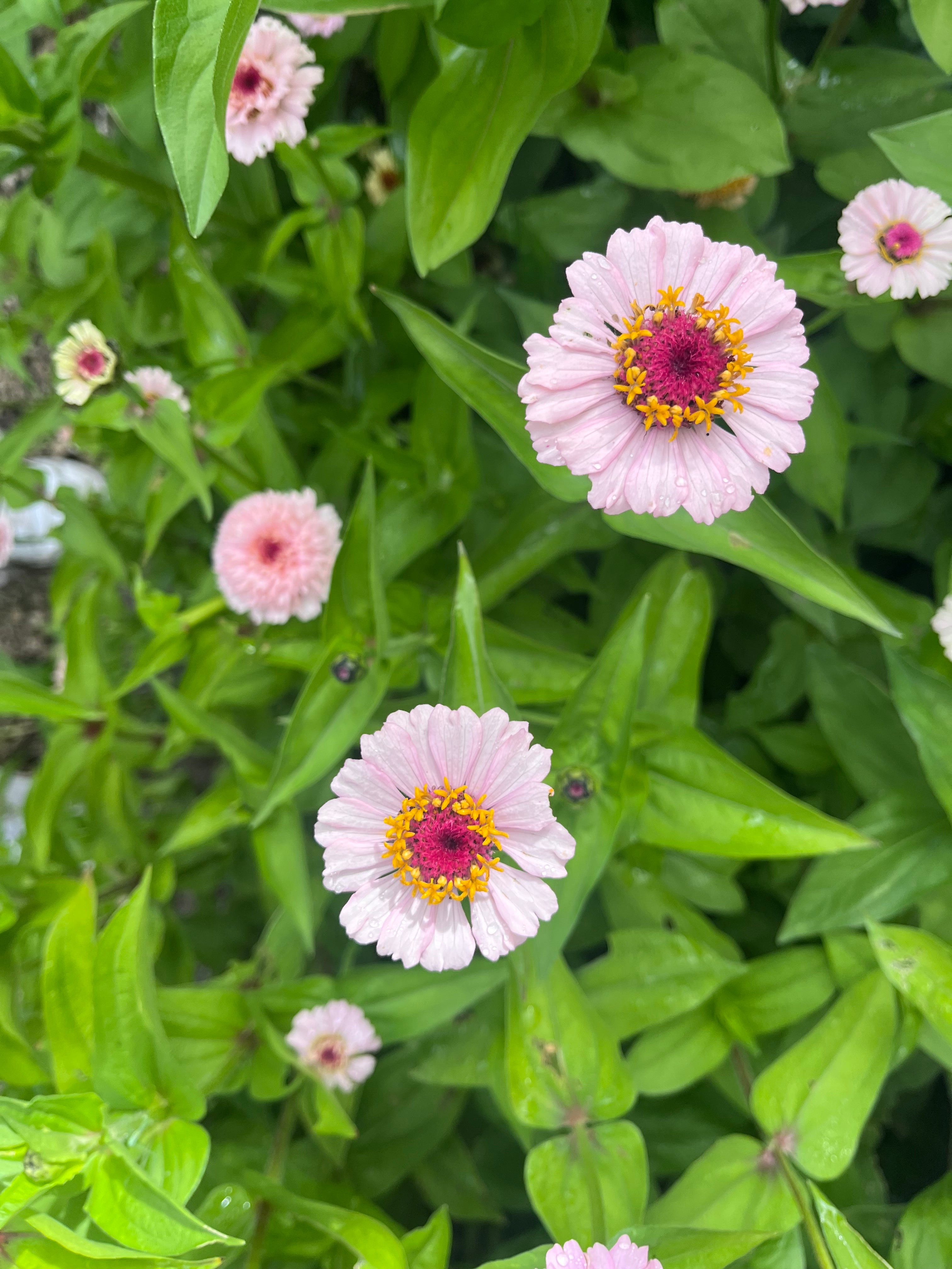 Ruby Wildflower Zinnia Mix