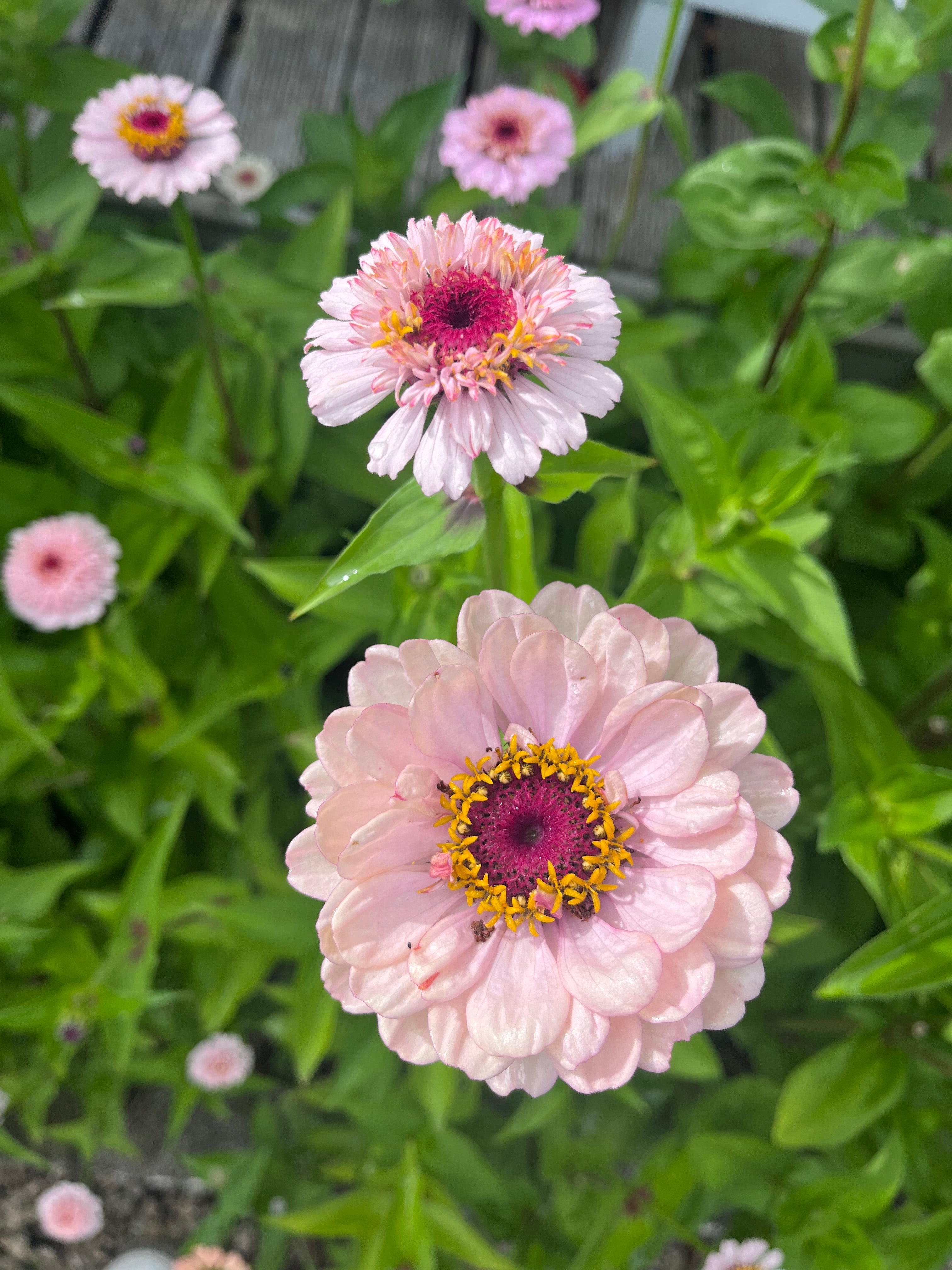 Ruby Wildflower Zinnia Mix
