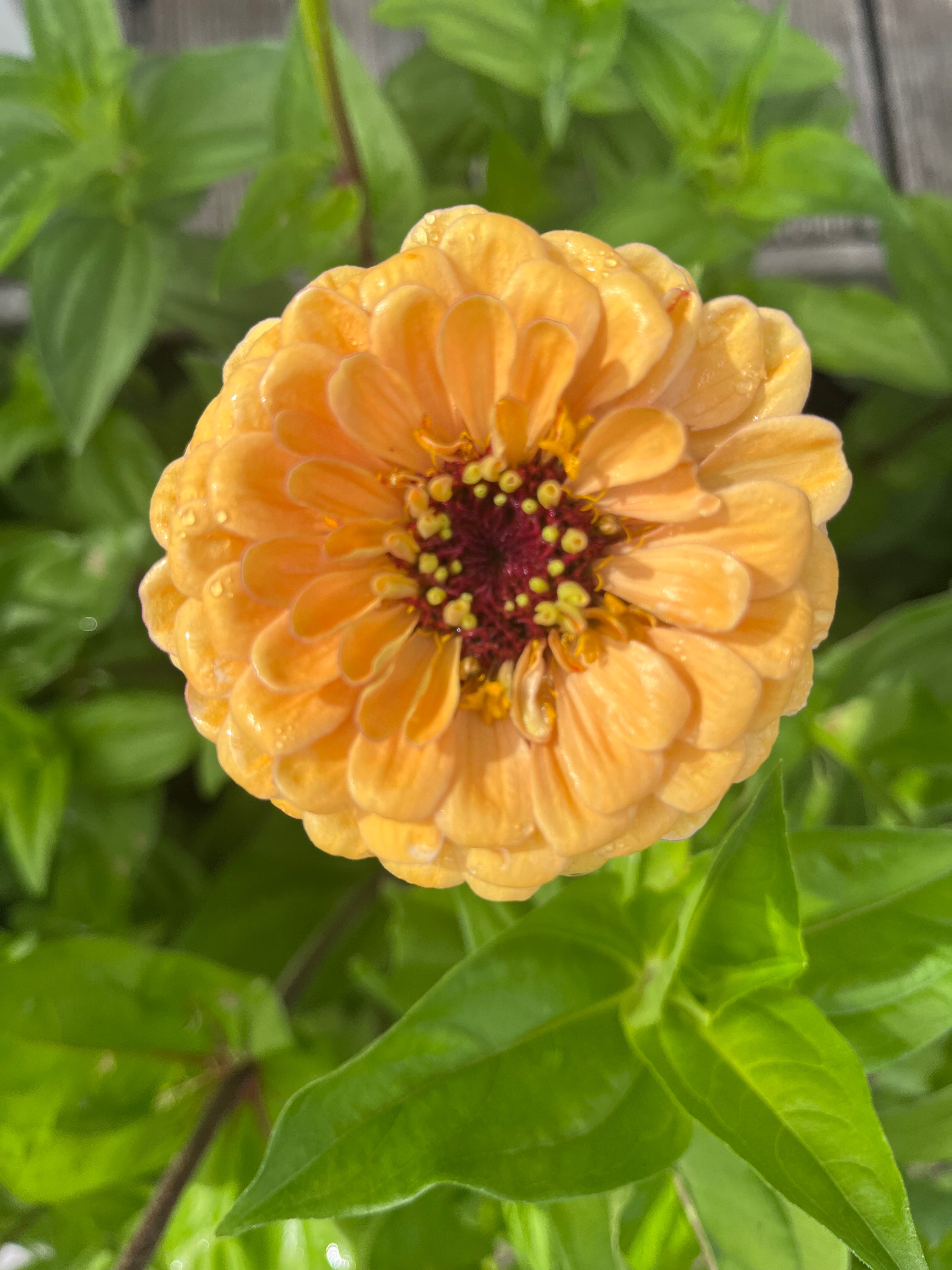 Ruby Wildflower Zinnia Mix