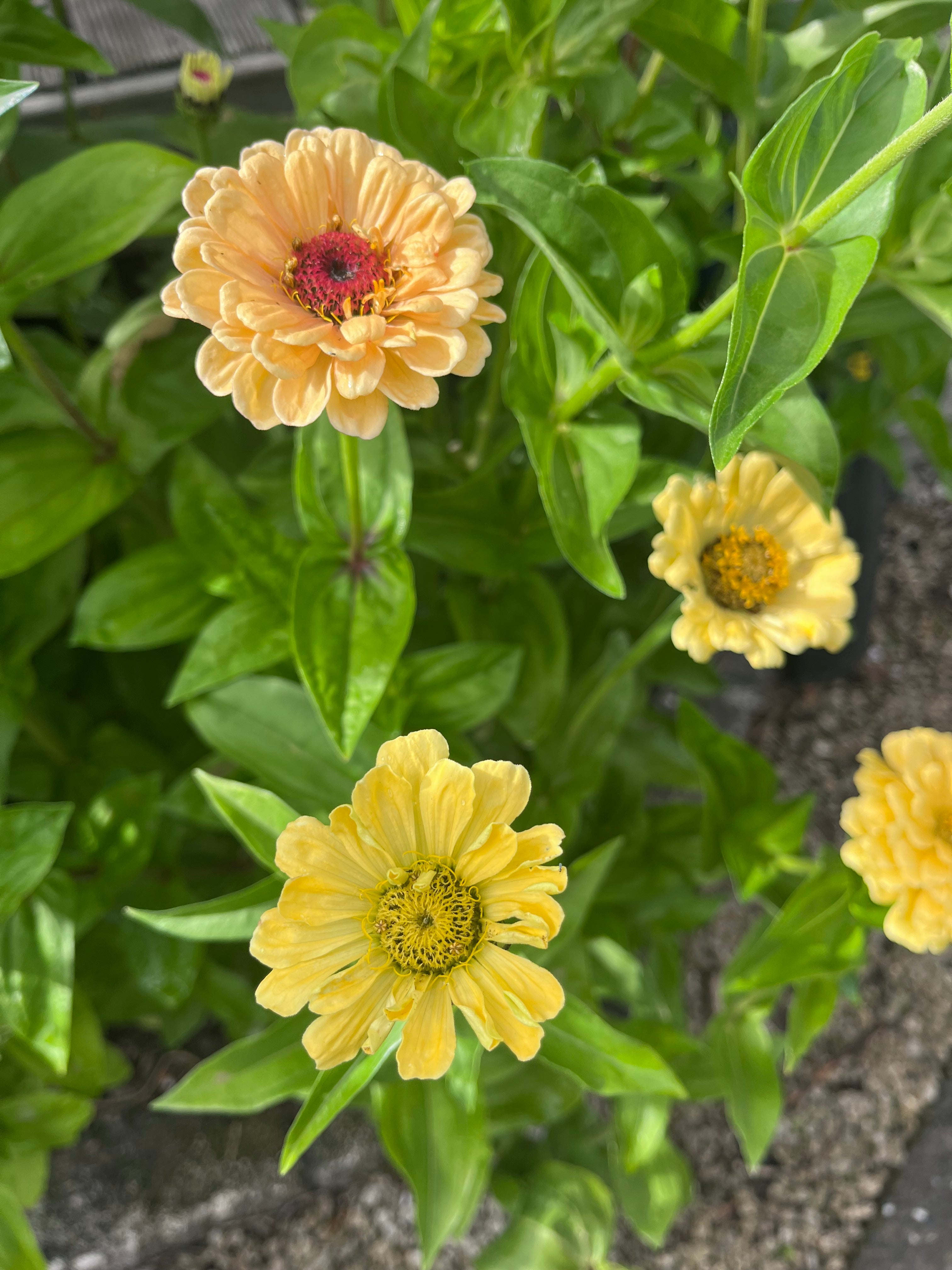 Ruby Wildflower Zinnia Mix
