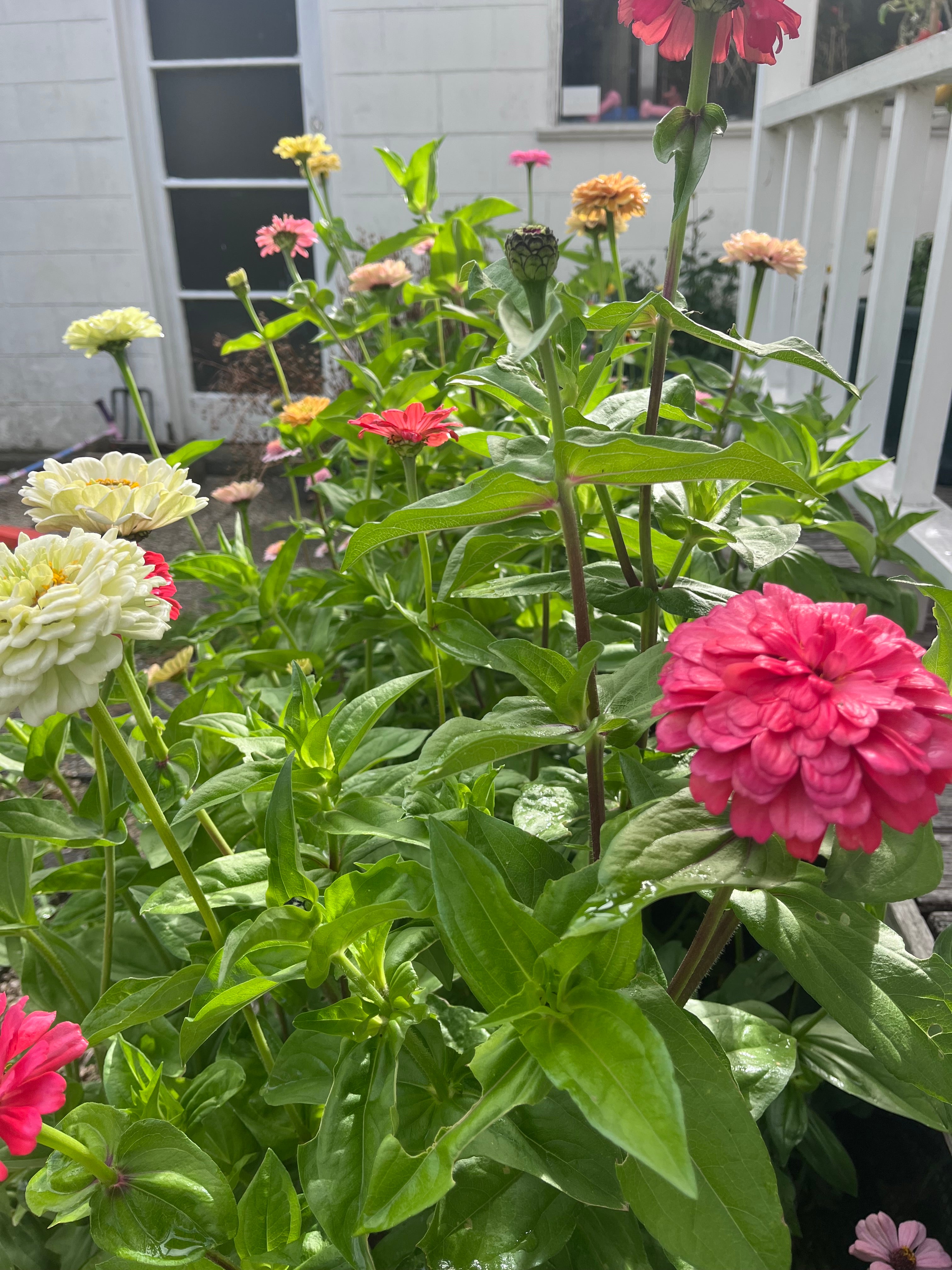 Ruby Wildflower Zinnia Mix