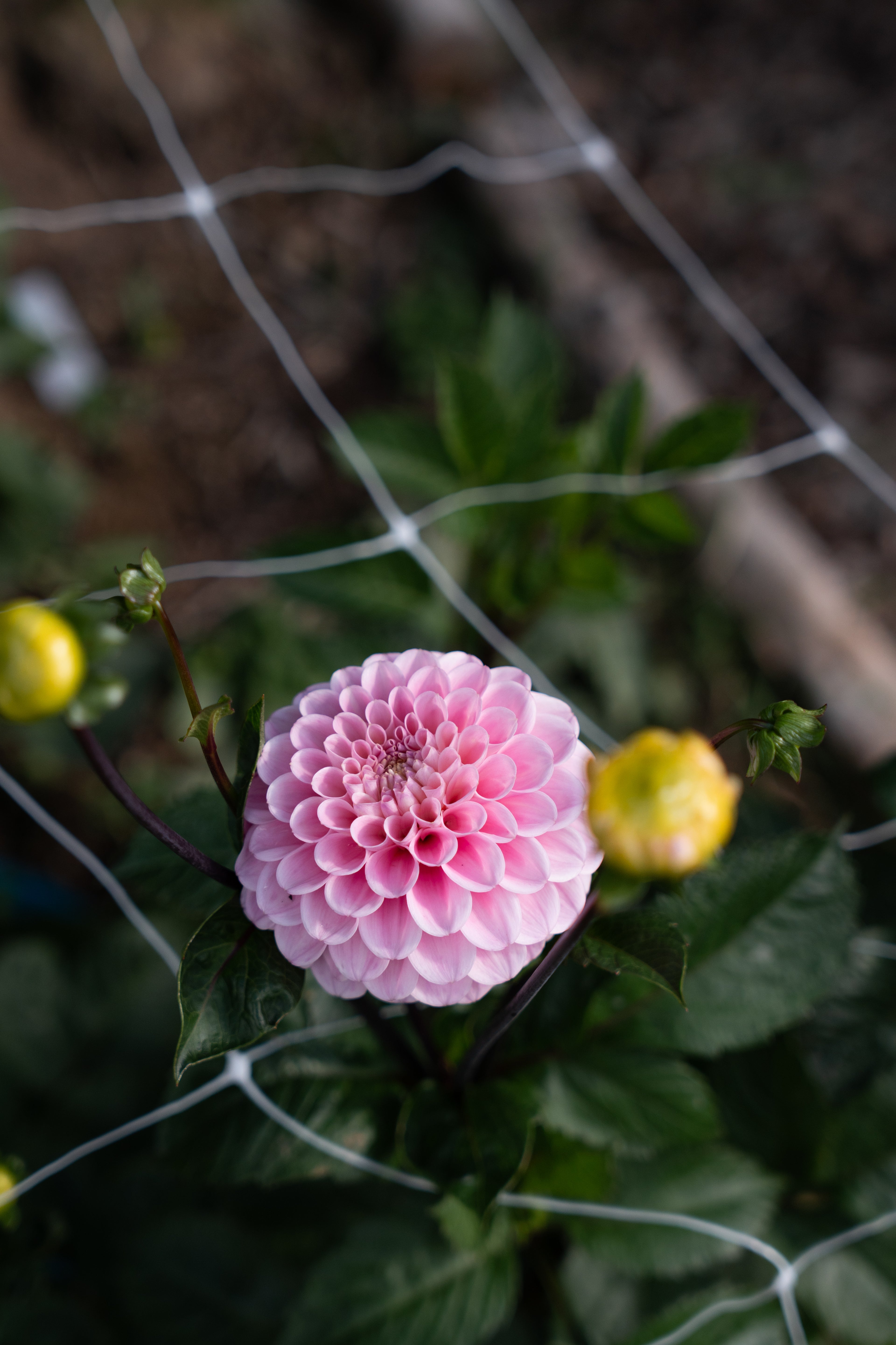 Dahlia Seeds - Wizard of Oz