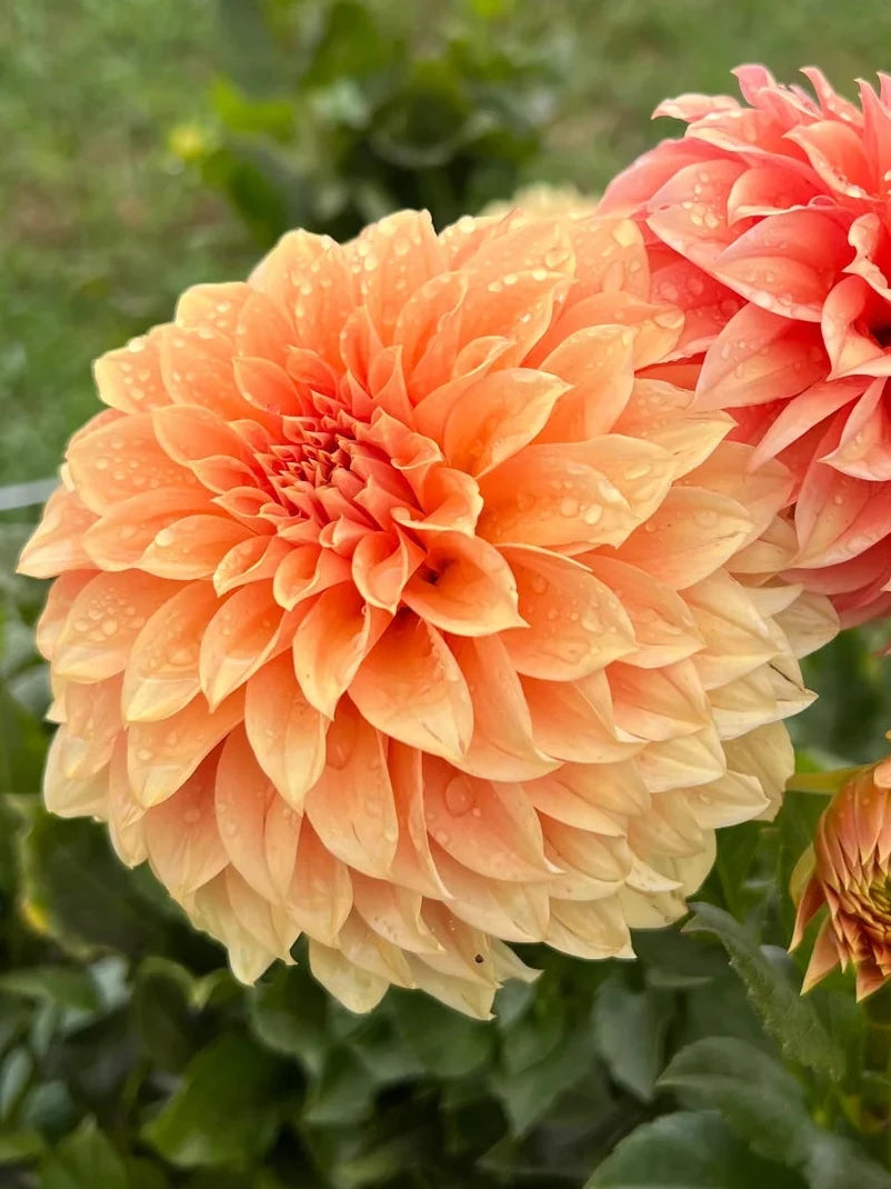 Dahlia Seeds - Bracken Palomino