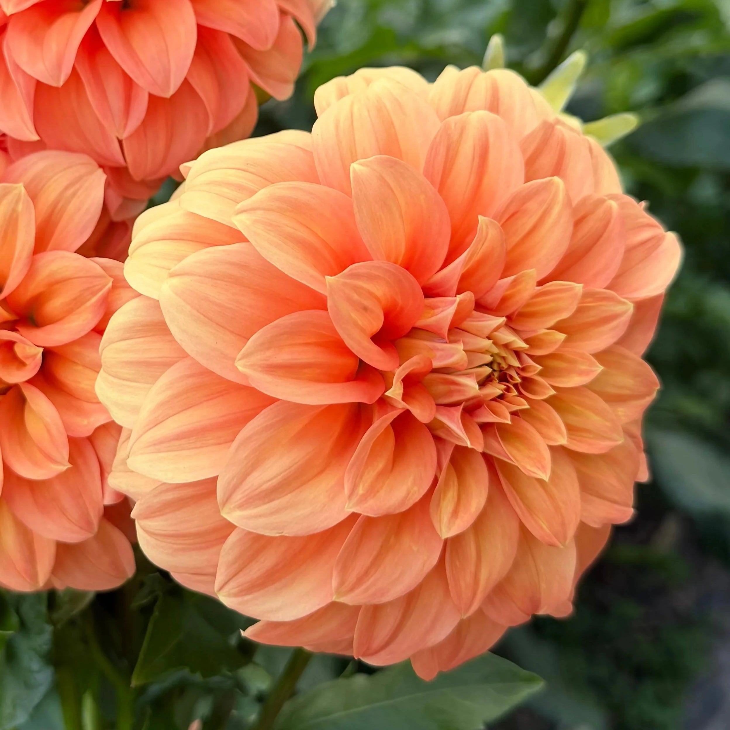 Dahlia Seeds - Bracken Palomino
