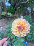 Dahlia Seeds - Wine Eyed Jill