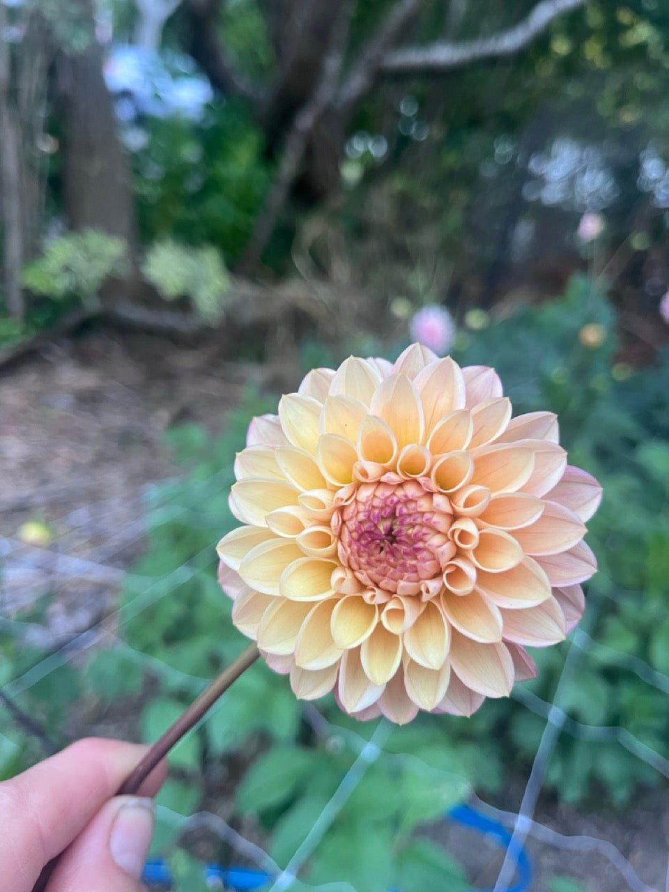 Dahlia Seeds - Wine Eyed Jill
