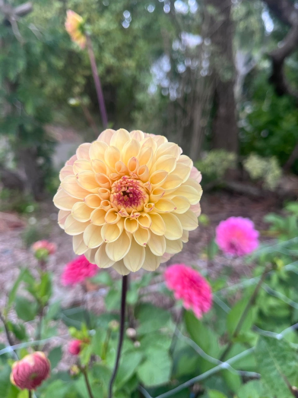 Dahlia Seeds - Wine Eyed Jill