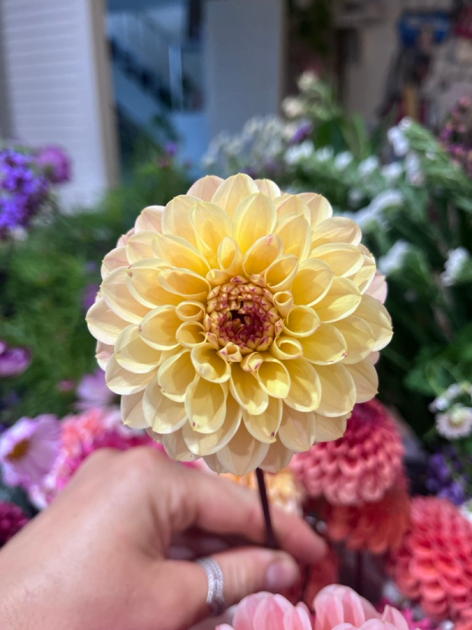 Dahlia Seeds - Wine Eyed Jill