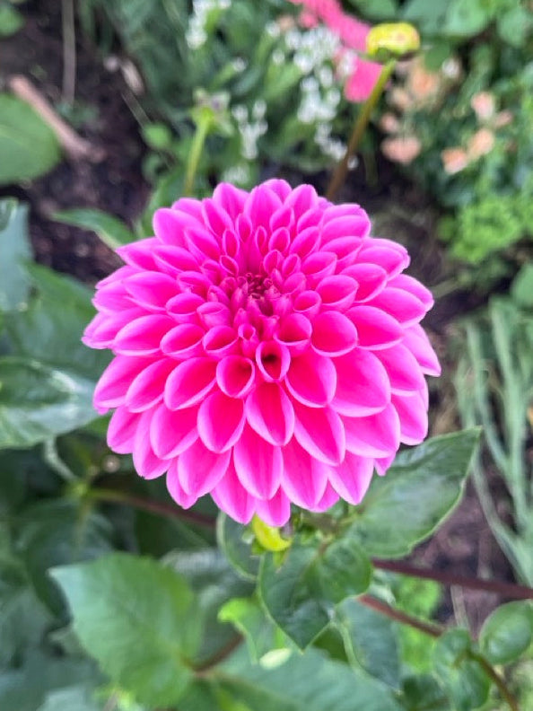Pink Sylvia