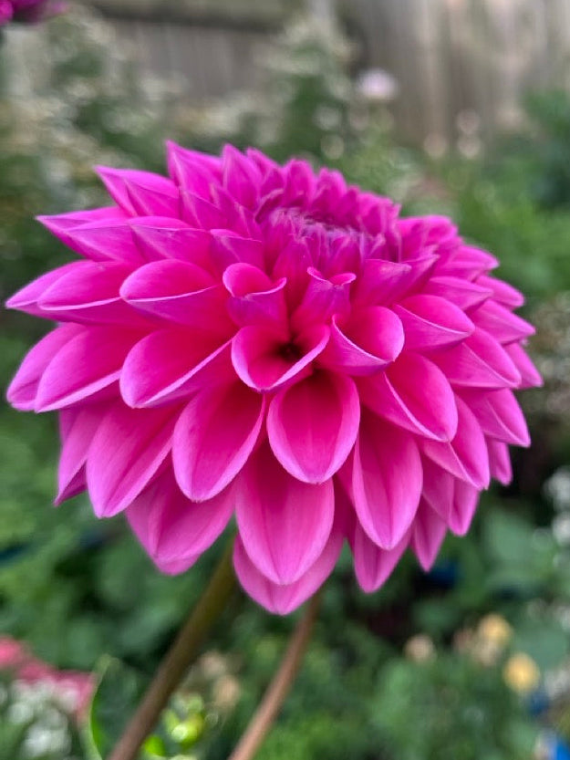 Pink Sylvia