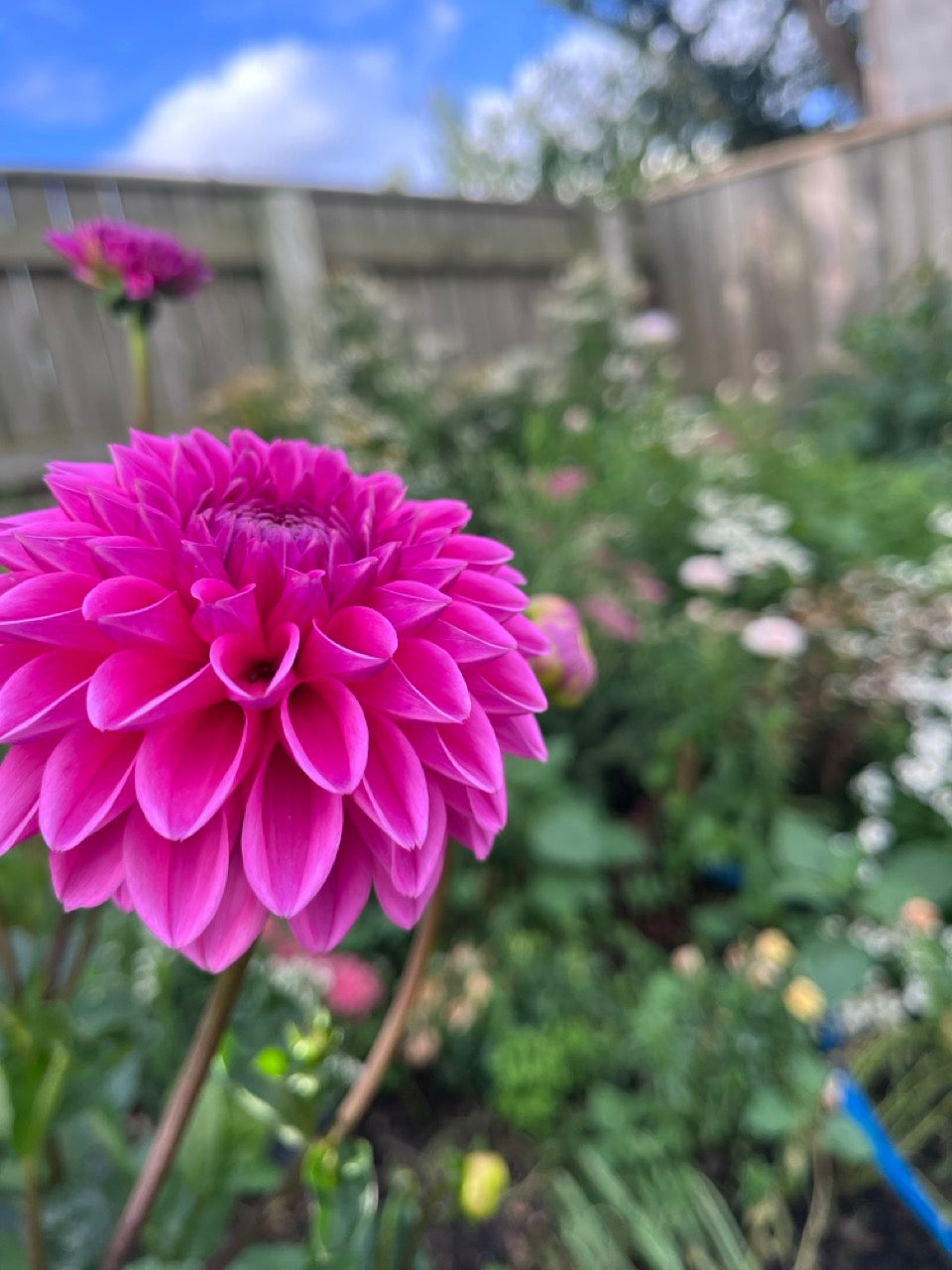 Pink Sylvia