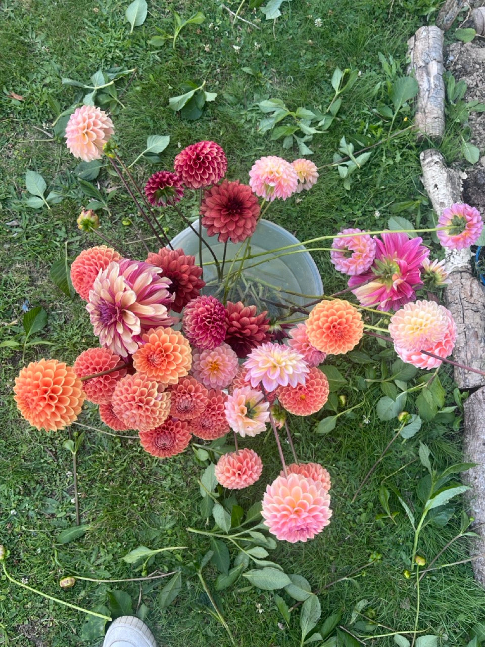 Ruby Wildflower Dahlia Seed Mix