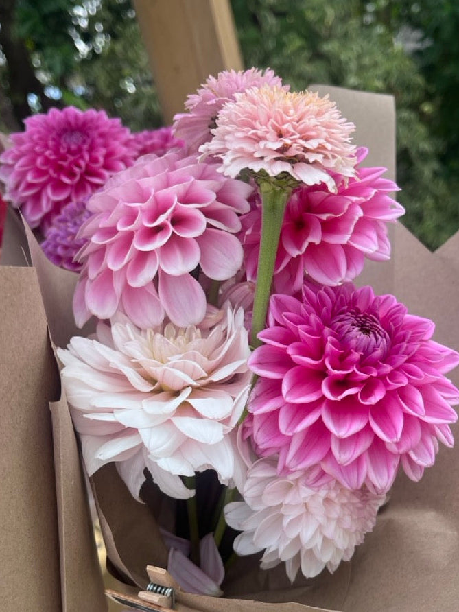 Pink Sylvia