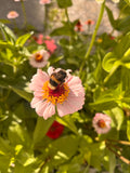 Ruby Wildflower Zinnia Mix
