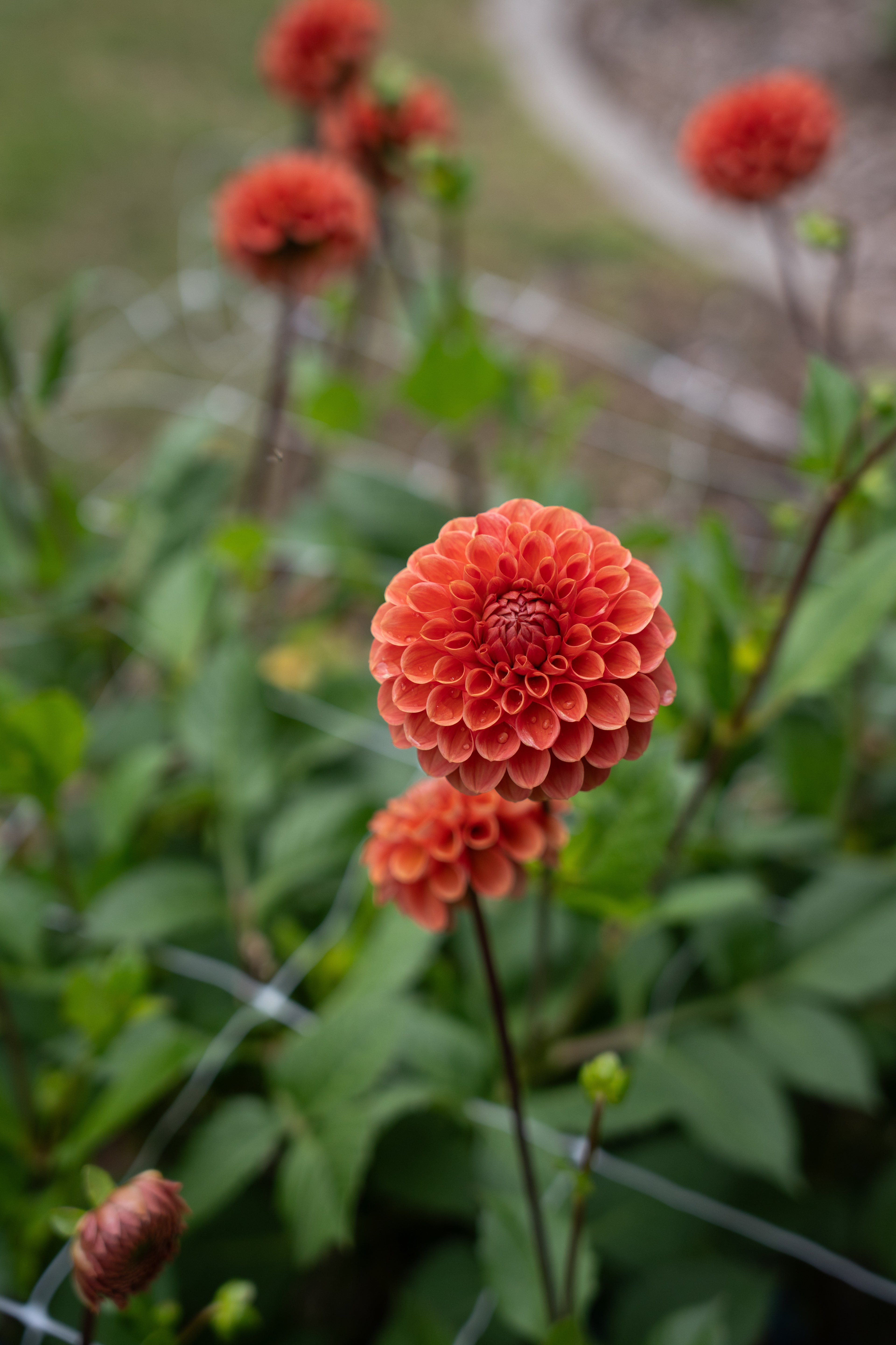 Dahlia Seeds - Cornel Bronze
