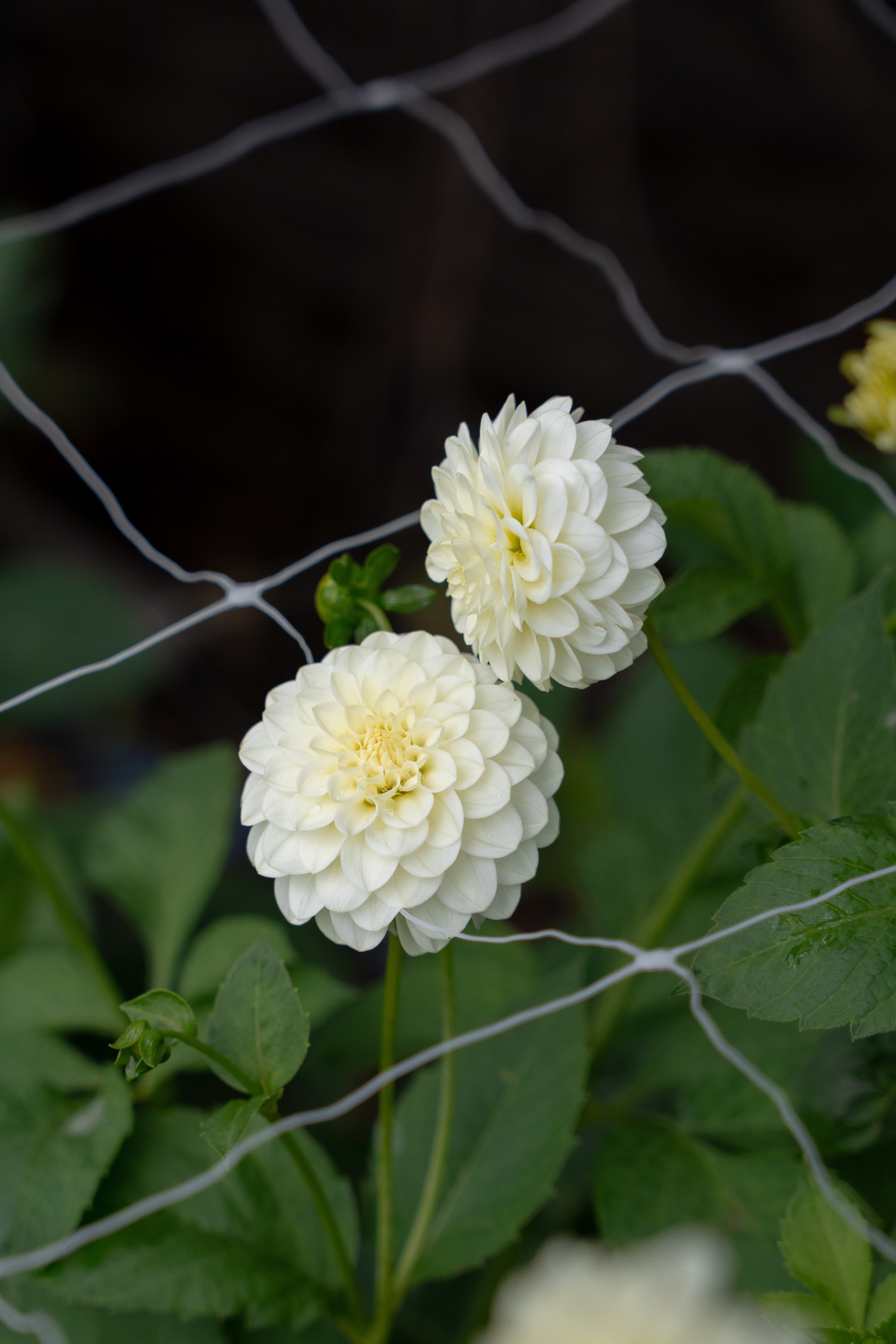 White Aster