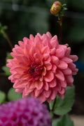 Dahlia Seeds - Salmon Runner