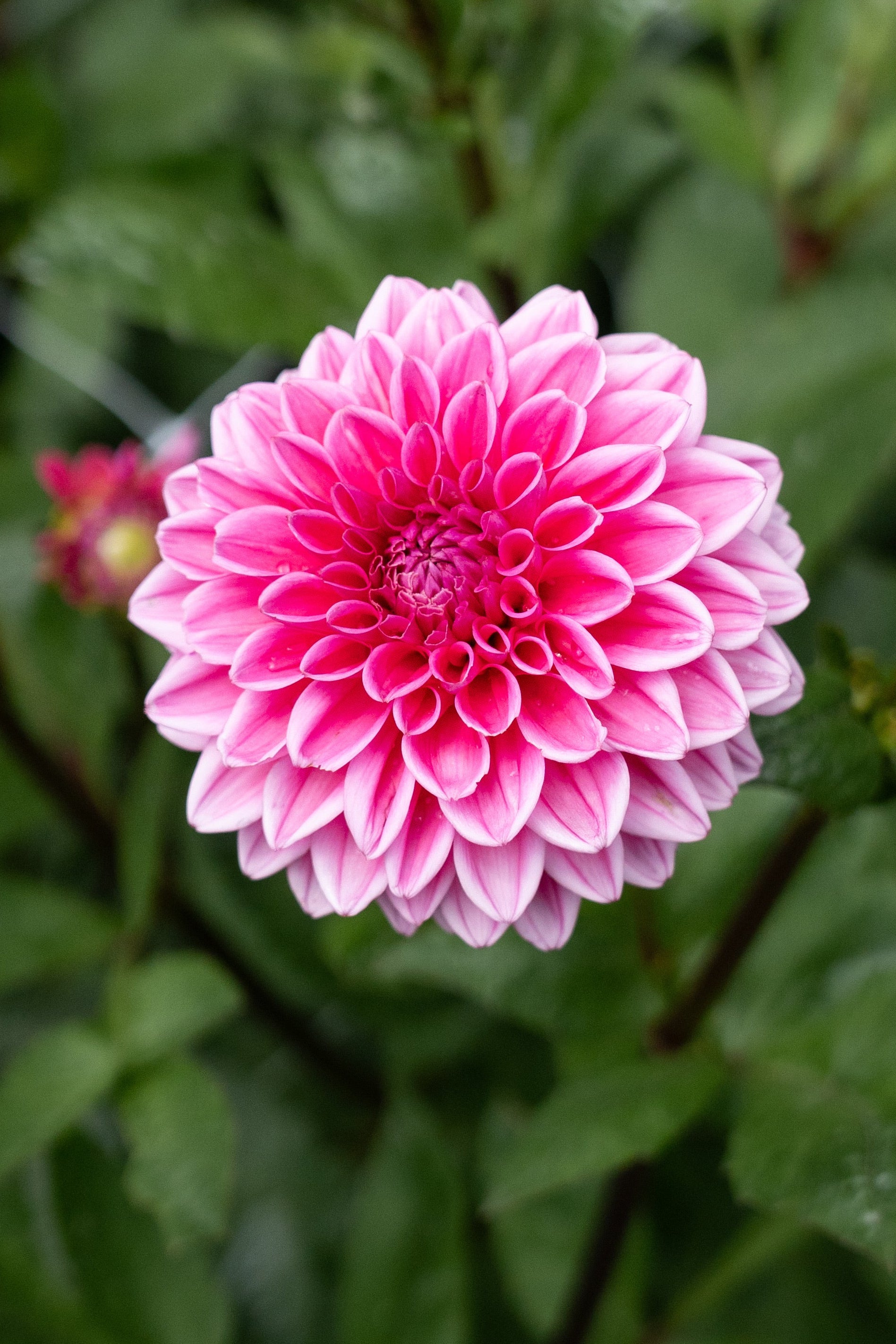Pink Sylvia