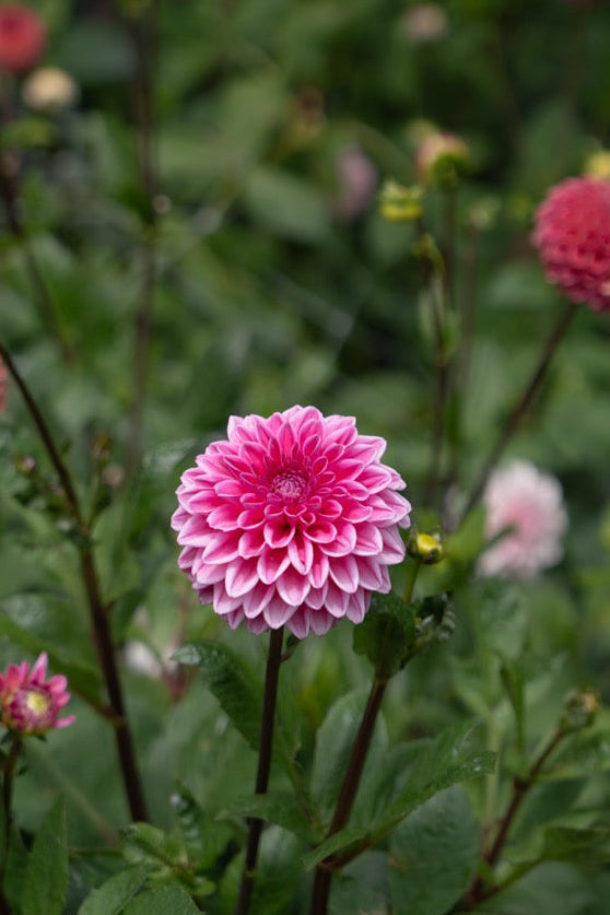 Pink Sylvia