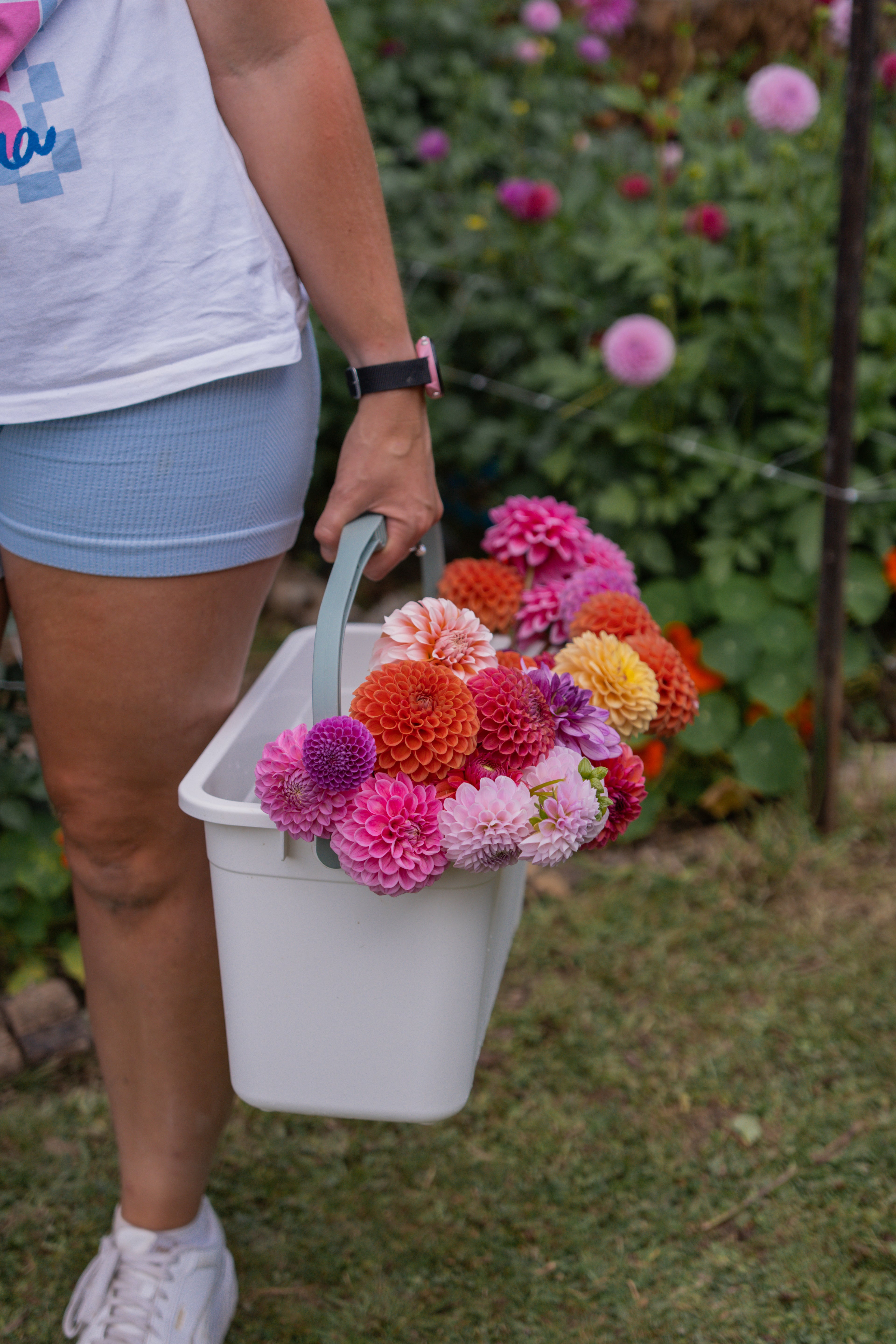Ruby Wildflower Dahlia Seed Mix